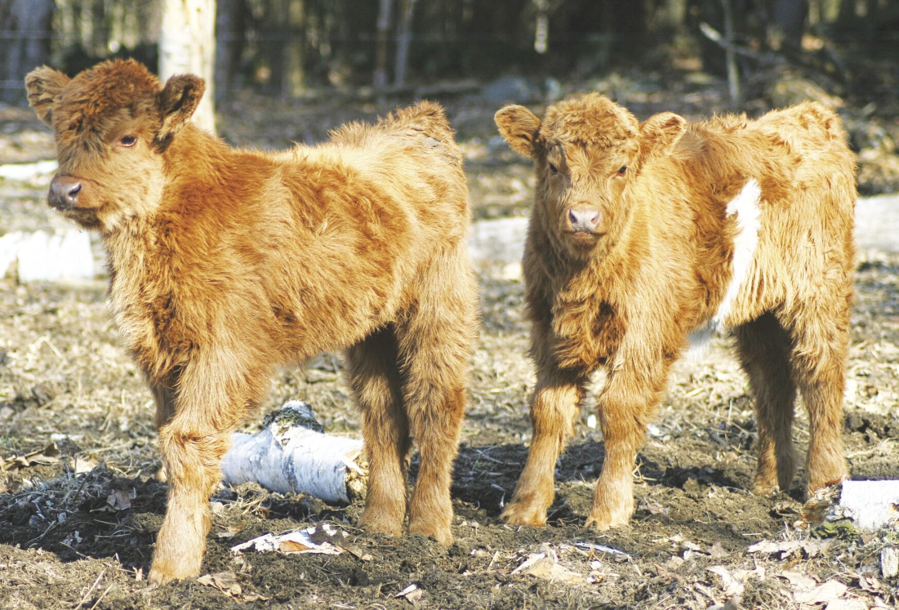 How to catch a contrary cow